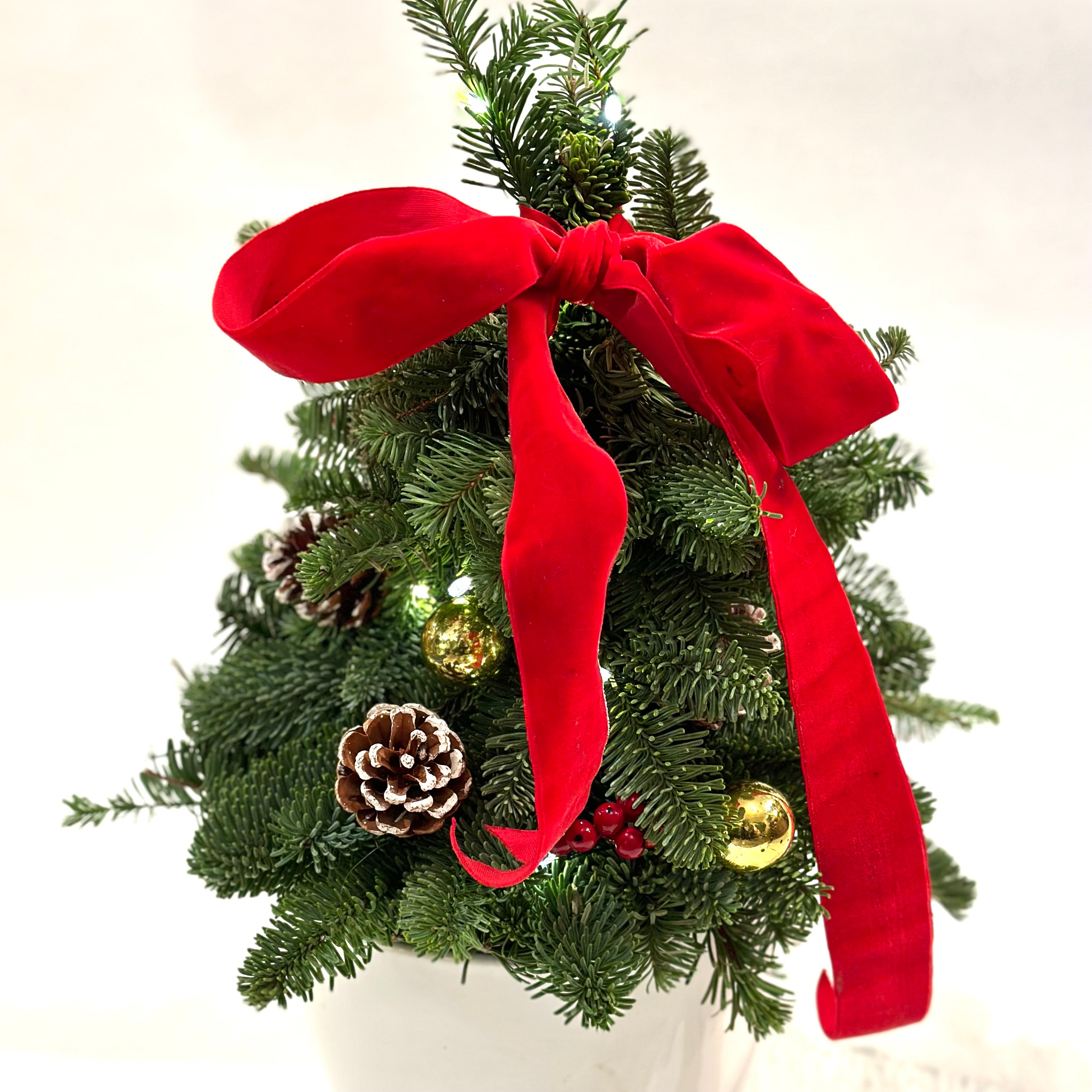 Mini Balsam tree Amy McLaughlin Flowers